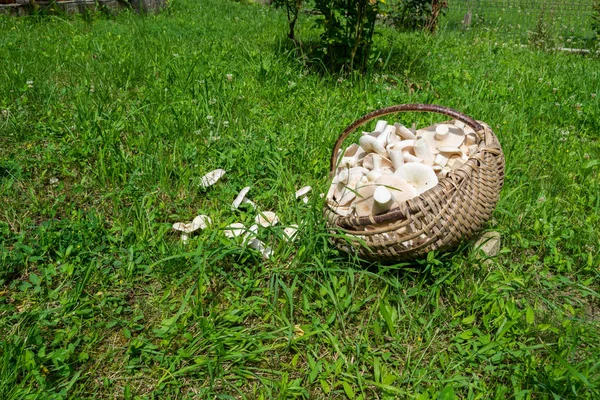 Milky Mushroom Basket Grass — стоковое фото