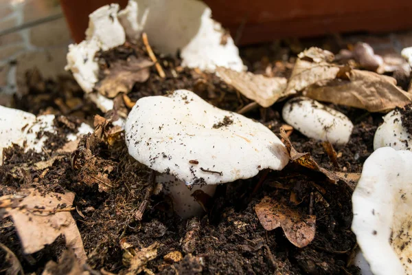 Seta Lechosa Suelo Del Bosque — Foto de Stock