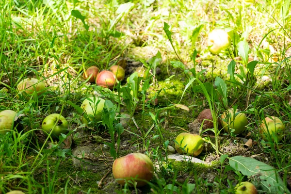 lots of green and red apples lying on green grass in kitchen garden