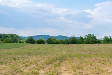 Güneşli bir bahar gününde genç mısır bitkileriyle dolu bir tarla