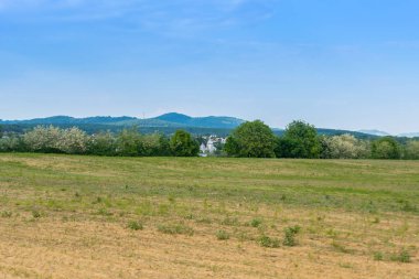 Güneşli bir bahar gününde genç mısır bitkileriyle dolu bir tarla