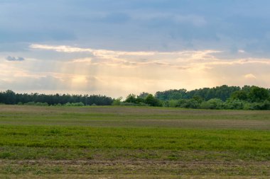 Güneşli bir bahar gününde genç mısır bitkileriyle dolu bir tarla