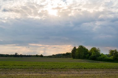 Güneşli bir bahar gününde genç mısır bitkileriyle dolu bir tarla