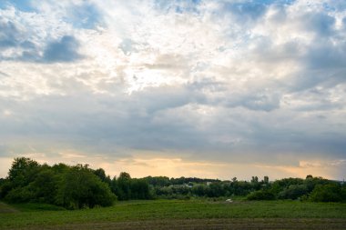 Güneşli bir bahar gününde genç mısır bitkileriyle dolu bir tarla