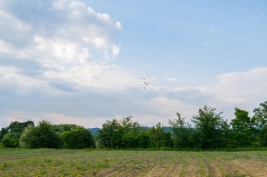 Güneşli bir bahar gününde genç mısır bitkileriyle dolu bir tarla