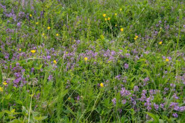 Yaz bahçesinde yetişen küçük pembe yabani çiçekler. 