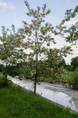 Coral Gables, Florida - 11 Eylül 2017: enkaz kaplı sokakları kasırga Irma Miami bu popüler mahallede bir sonucu olarak.