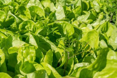 Sebze bahçesinde güneş ışınları altında büyüyen taze marul bitkileri.