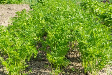 Bir sürü yeşil yenilebilir bitki sebze bahçesinde güneş ışınları altında yetişiyor.