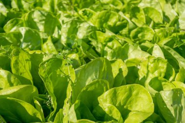 Bir sürü yeşil yenilebilir bitki sebze bahçesinde güneş ışınları altında yetişiyor.