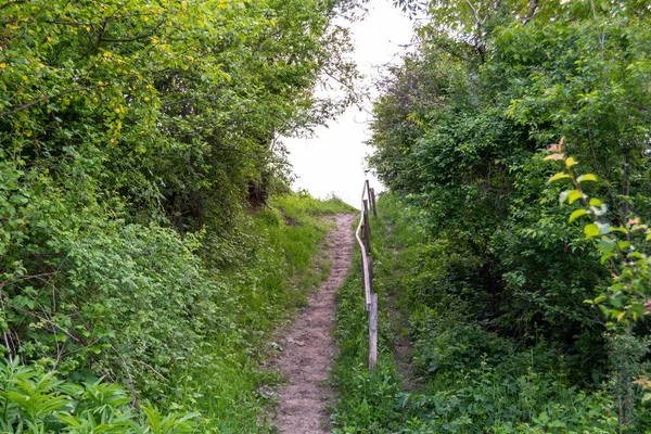 Path Hill Vegetation — Stock Photo, Image