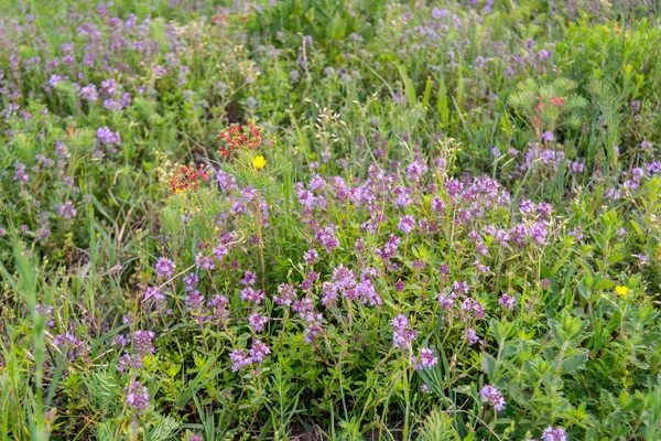 Små Rosa Vilda Blommor Växer Sommaren Trädgård — Stockfoto