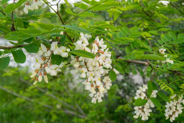 Fiori Zephyr Fuoco Selettivo — Foto Stock