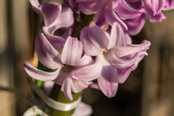 Rosa Hyacint Vid Solnedgången — Stockfoto