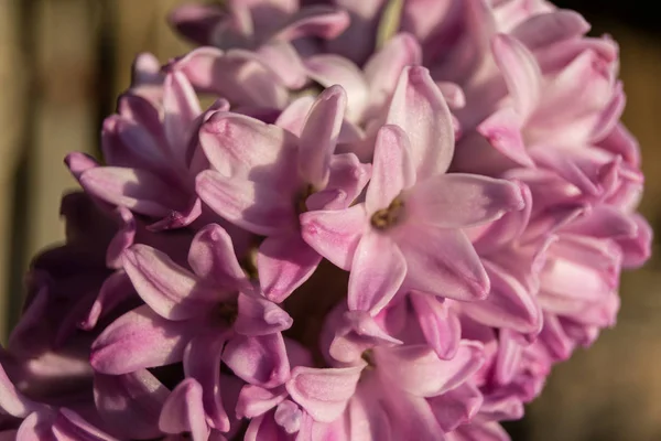 Růžová Hyacinta Při Západu Slunce — Stock fotografie