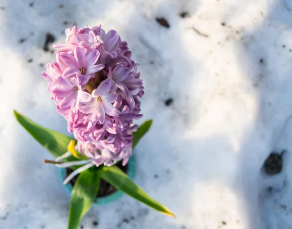 Ροζ Υάκινθος Στο Χιόνι — Φωτογραφία Αρχείου