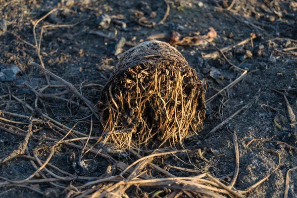 Groddat Ruttet Vete Bit Jord Som Tagits Gryta Som Kastats — Stockfoto