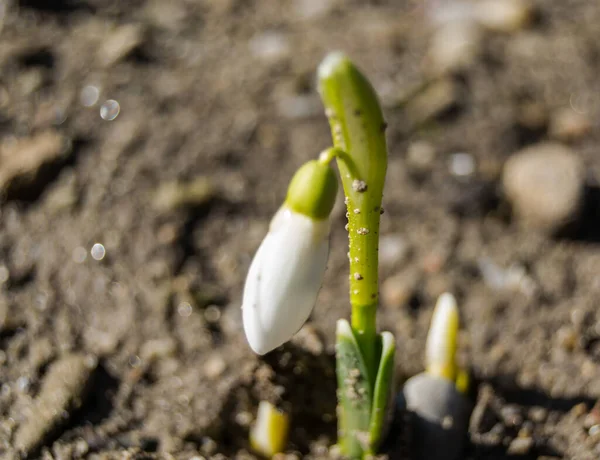 Perto Snowdrops Crescendo Livre Dia Ensolarado — Fotografia de Stock