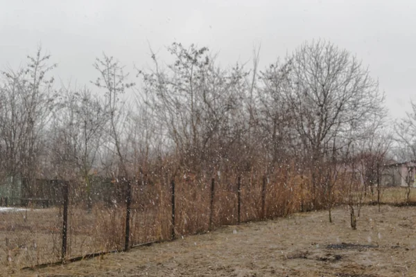 Vista Los Árboles Patio Temporada Invierno — Foto de Stock