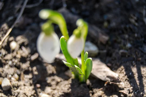 Nahaufnahme Von Schneeglöckchen Die Sonnigen Tagen Freien Wachsen — Stockfoto