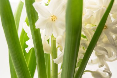 Beyaz Sümbül 'ü arkaplan olarak kapat  