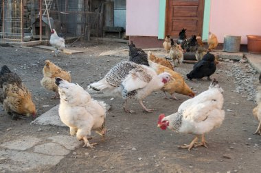 Gündüz vakti arka bahçede tavuklar 