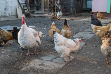 Gündüz vakti arka bahçede tavuklar 