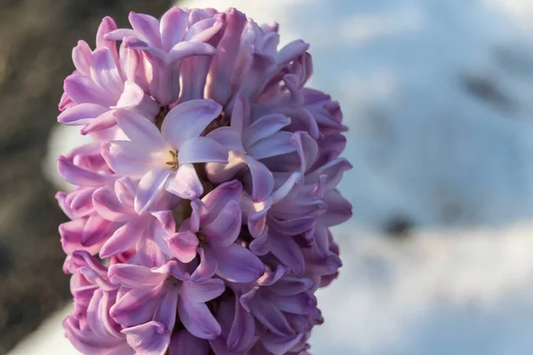 Gros Plan Jacinthe Fleur Pot Extérieur — Photo