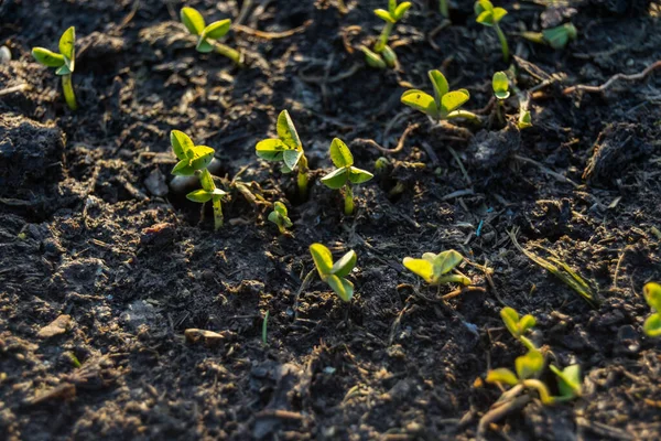 Planta Milho Jovem Crescendo Solo — Fotografia de Stock