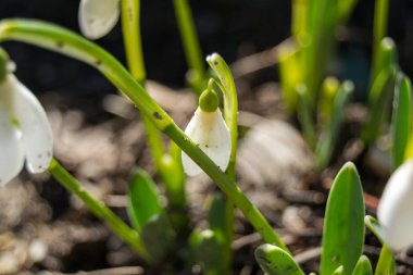 Bahar güneşinde beyaz kar damlaları