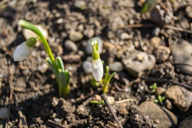 Bahar güneşinde beyaz kar damlaları