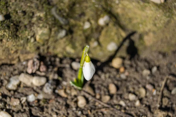 White Snowdrops Spring Sun — Stock Photo, Image