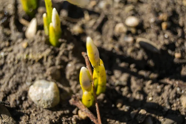 Gotas Neve Brancas Sol Primavera — Fotografia de Stock