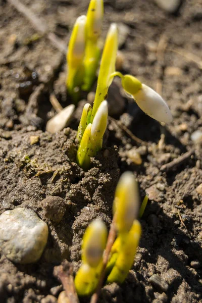 Gotas Neve Brancas Sol Primavera — Fotografia de Stock