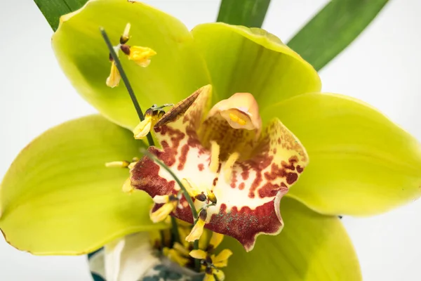 Arranjo Amarelo Flor Orchid — Fotografia de Stock