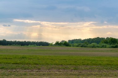 Gündüz vakti bulutlu gökyüzünün altında yeşil bitkilerin manzarası