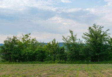Gündüz vakti bulutlu gökyüzünün altında yeşil bitkilerin manzarası