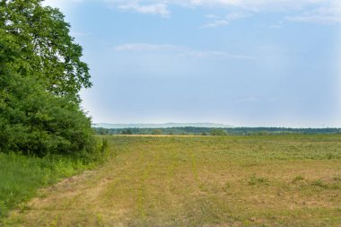 Gündüz vakti bulutlu gökyüzünün altında yeşil bitkilerin manzarası