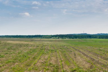 Gündüz vakti bulutlu gökyüzünün altında yeşil bitkilerin manzarası