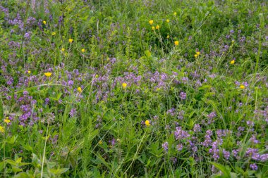 Çayırda yetişen güzel çiçekler