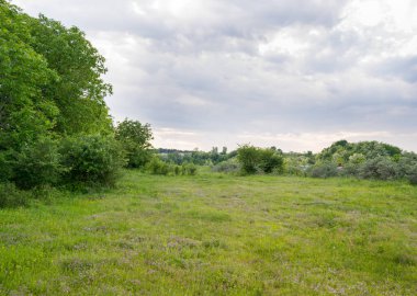 Gündüz vakti bulutlu gökyüzünün altında yeşil bitkilerin manzarası