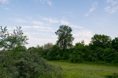 Ağaçları ve mavi gökyüzü olan güzel bir manzara.