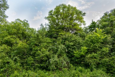 Ağaçları ve mavi gökyüzü olan yeşil orman