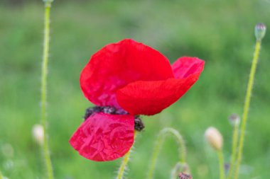 red poppies flowers in the garden