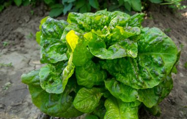 bahçede büyüyen yeşil sebzeler