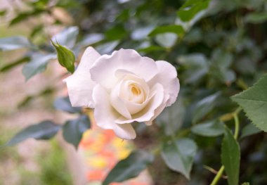 Bahçede büyüyen güzel beyaz bir gül.