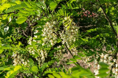 Bahçedeki ağaçta beyaz akasya çiçekleri 