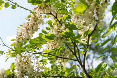 Bahçedeki ağaçta beyaz akasya çiçekleri 
