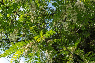 Bahçedeki ağaçta beyaz akasya çiçekleri 