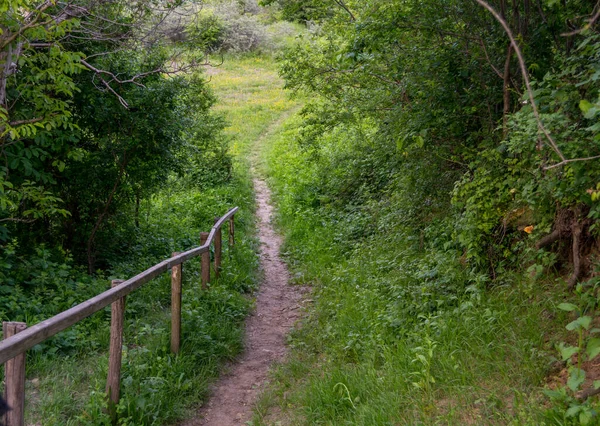 Beautiful View Path Forest — Stok fotoğraf